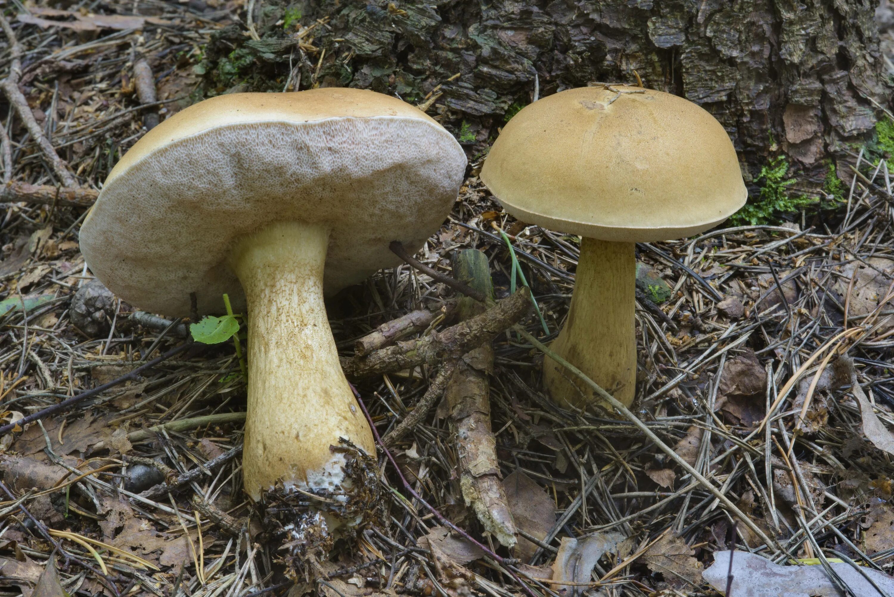 Желчный гриб какой. Горчак, ложный белый гриб. Желчный гриб горчак. Белый гриб и горчак. Ложный Боровик, желчный гриб.