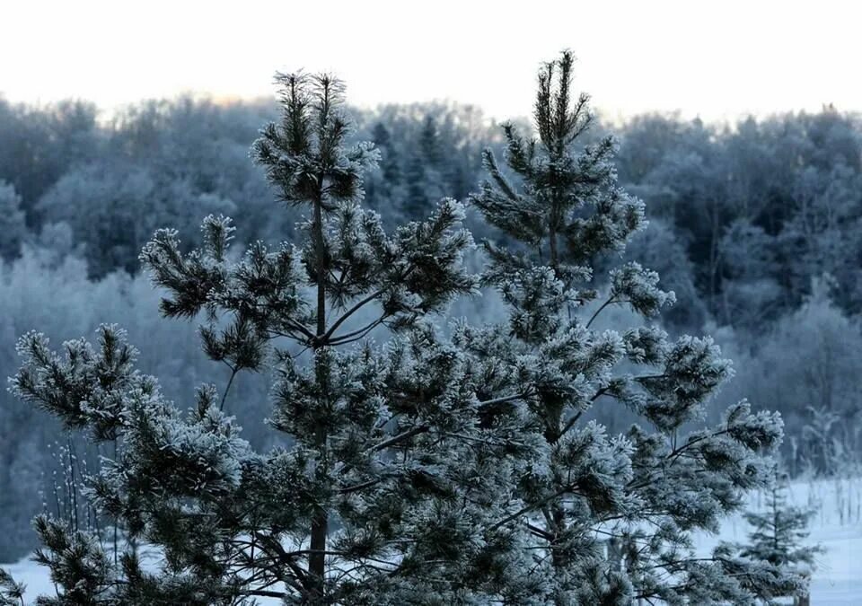 Free Images : landscape, tree, branch, cold, frost, evergreen, weather, fir, sea