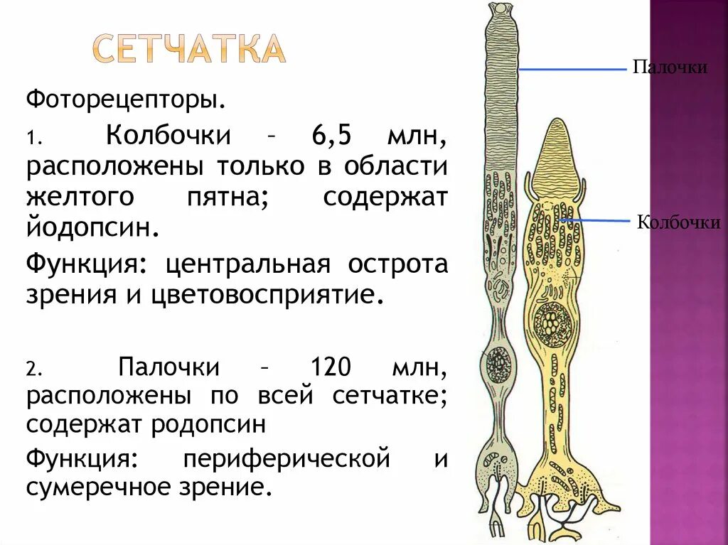 Колбочки глаза функции. Физиология палочек и колбочек. Функция палочек и колбочек физиология. Фоторецепторы палочки и колбочки. Палочки и колбочки расположены в сетчатке.