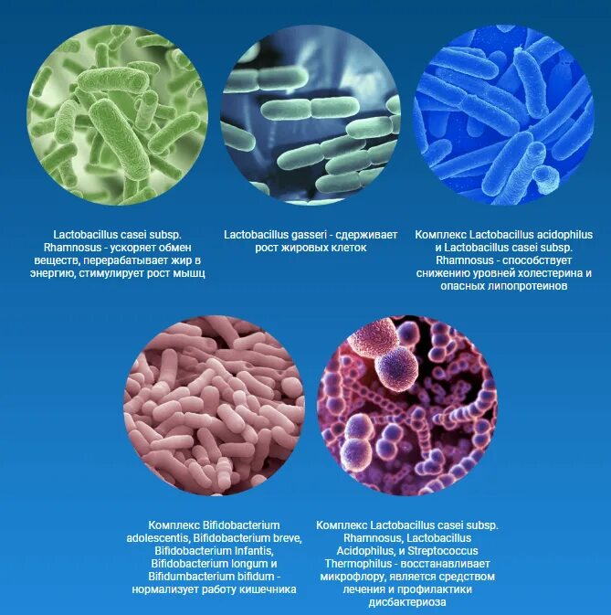 Полезные микроорганизмы. Полезные бактерии. Полезные бактерии в кишечнике человека. Полезные бактерии названия. Полезные бактерии для кишечника.