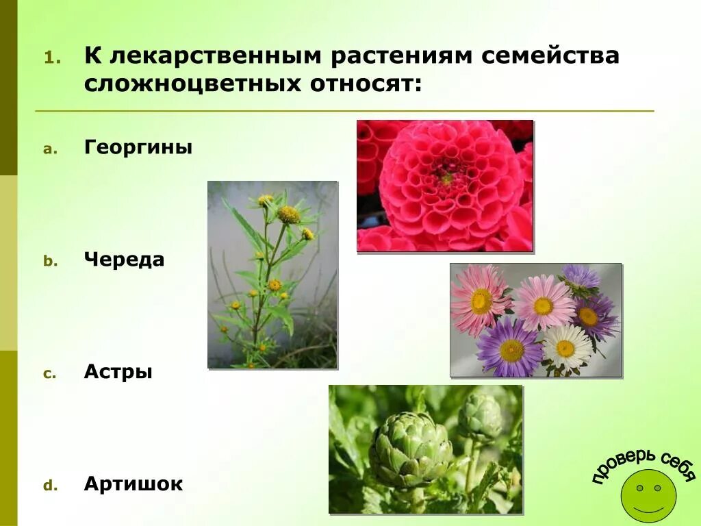 Названия растений семейства сложноцветных. Сложноцветные двудольные. Лекарственные растения семейства сложноцветных. Астровые семейство цветковых растений.