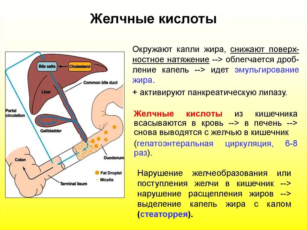 Желчные кислоты. Желчные кислоты в желчи. Желчные кислоты формулы. Повышение уровня желчных кислот. Какой процесс происходит под действием желчи