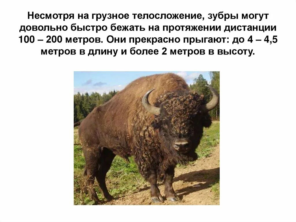 Почему зубр. Интересные факты о зубре. зубр из красной книги. животные из красной книги зубр. необычные факты о зубрах.