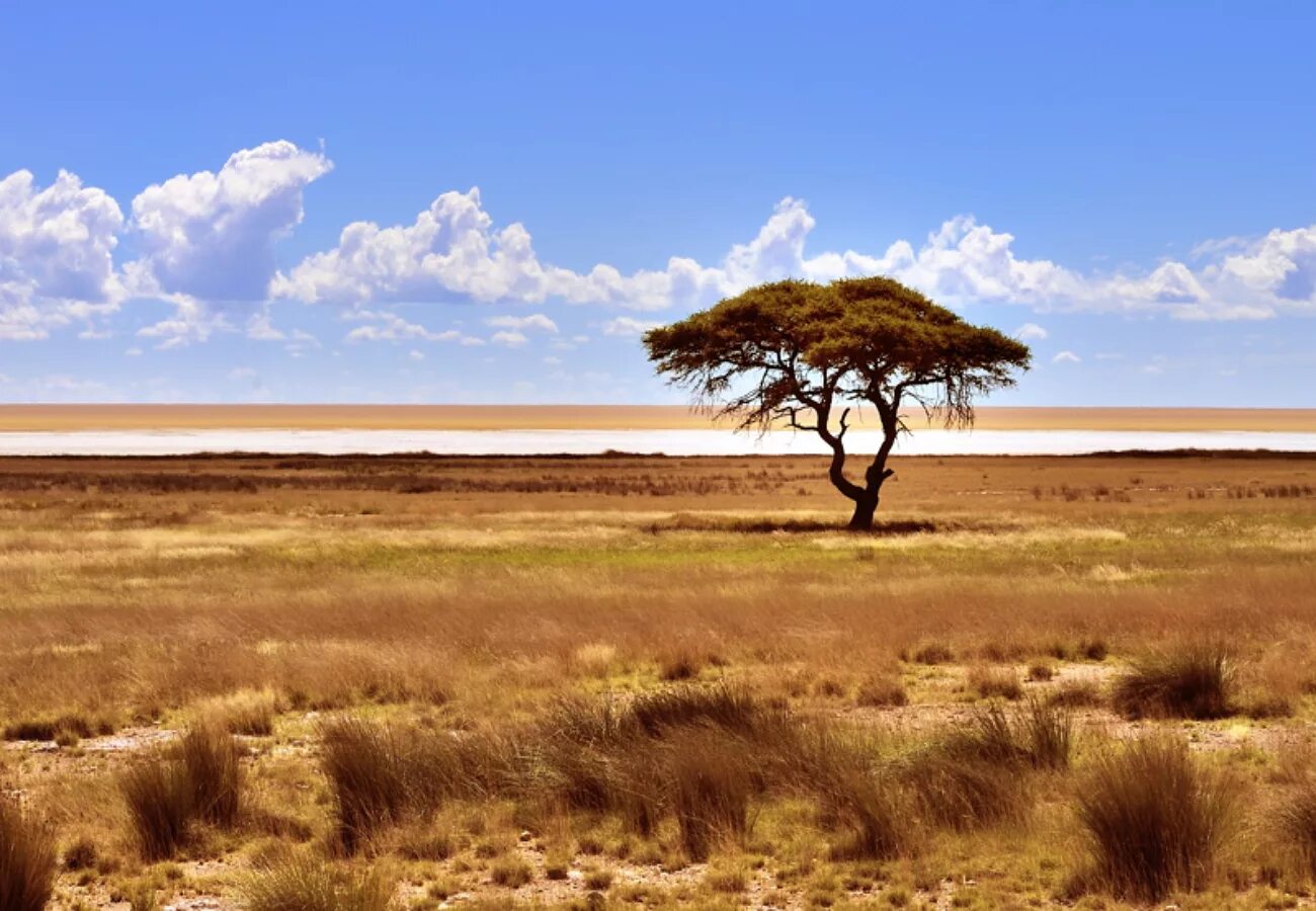 Этоша национальный парк Намибии. Национальный парк Этоша в Африке. Солончак Этоша.