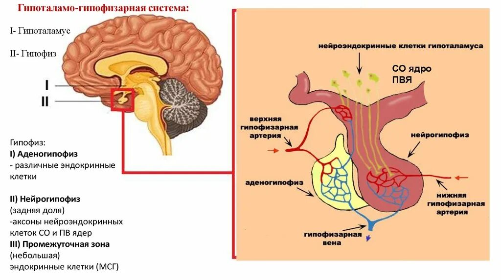 Гипофиз эндокринной. Гипоталамо гипофиз система. Нейрогипофиз гипоталамо гипофизарная система. Промежуточный мозг. Гипоталамо-гипофизарная система. Гипоталамус и гипофиз схема.