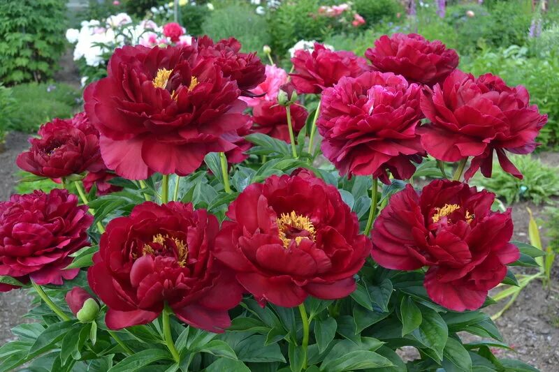 пион травянистый олд фейтфул paeonia old faithful. пион травянистый олд фейтфул. пион молочноцветковый олд фейтфул. пион олд фейтфул описание фото. пион олд фейтфул.