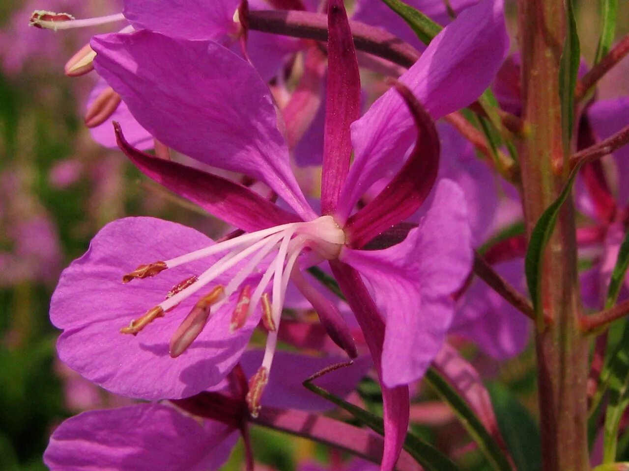 растение кипрей