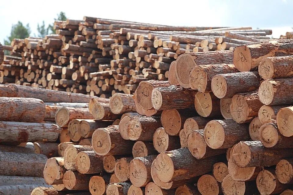 Поставка древесины. Бревно в лесу. Лесоматериалы складируют. Место складирования древесины. Название лесопилки