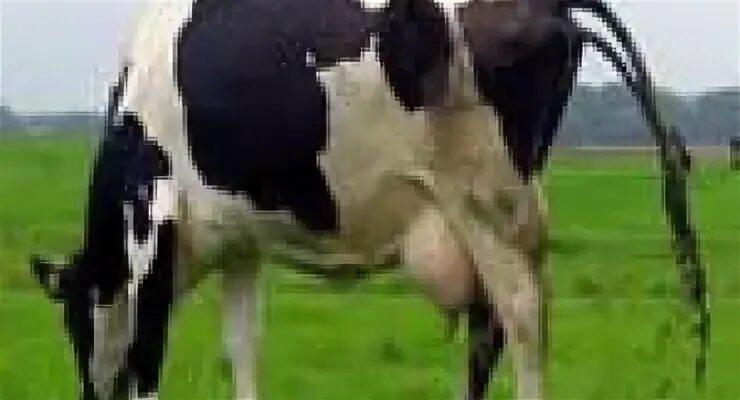 Почему коровы какают