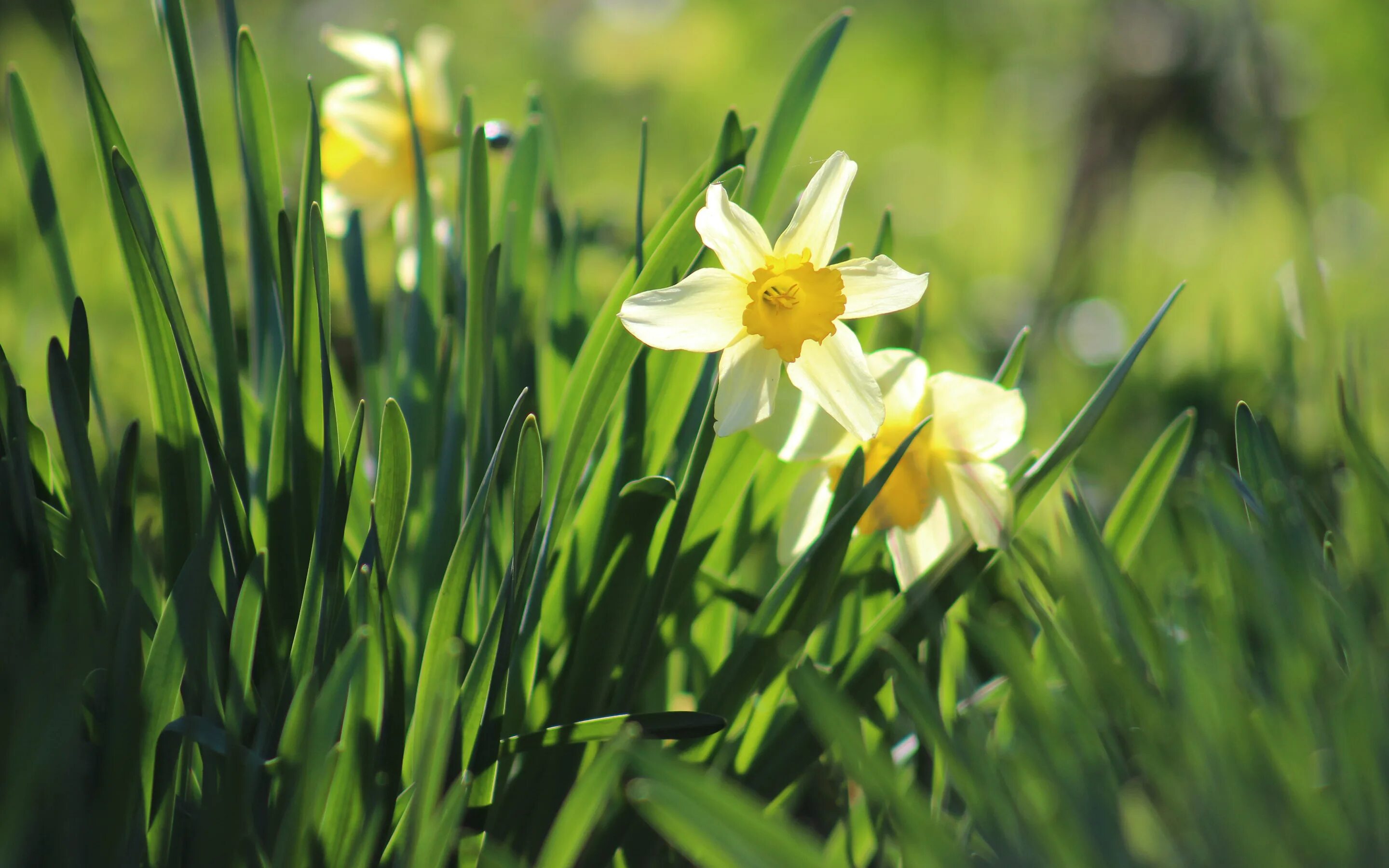 Нарциссы в апреле. Нарциссы. нарцисс зелень. нарциссы на рабочий стол. нарцисс макро.