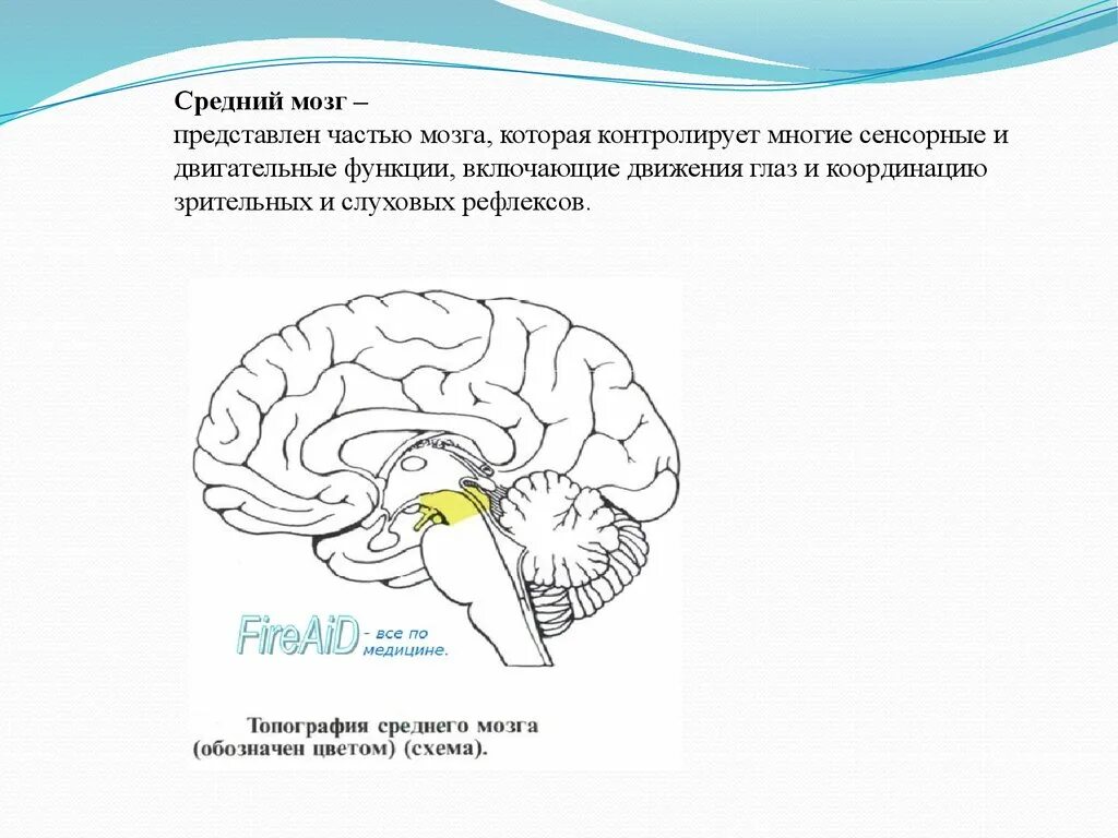 Область среднего мозга. Средний мозг топография и функции. Отделы среднего мозга схема. Средний мозг топография строение. Средний мозгпердставлен.