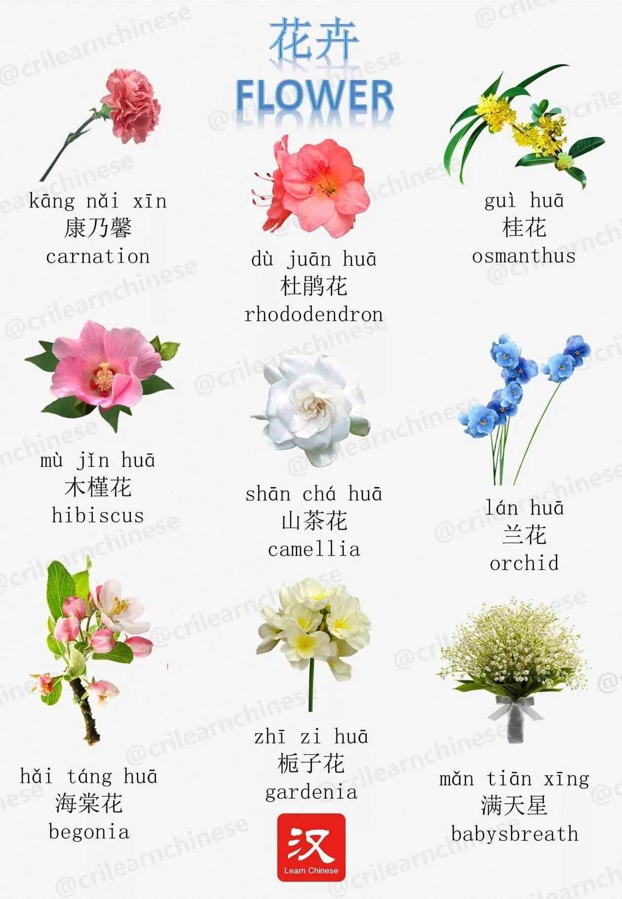 Значение китайских цветов. Растения на китайском языке. Цветы на китайском языке. Название цветов на китайском языке. Китайские цветы.