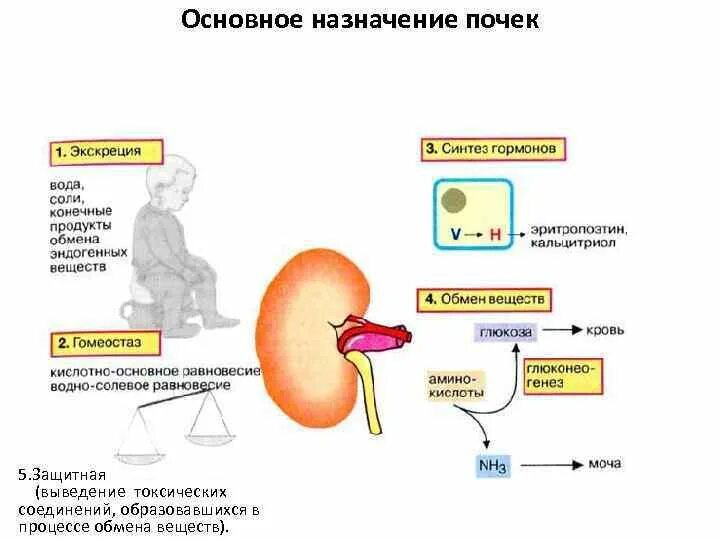 Экскреция конечных продуктов белкового обмена это функция почек. Функция почек экскреция конечных продуктов белкового. Функция почек в организме биохимия. Метаболизм почек.