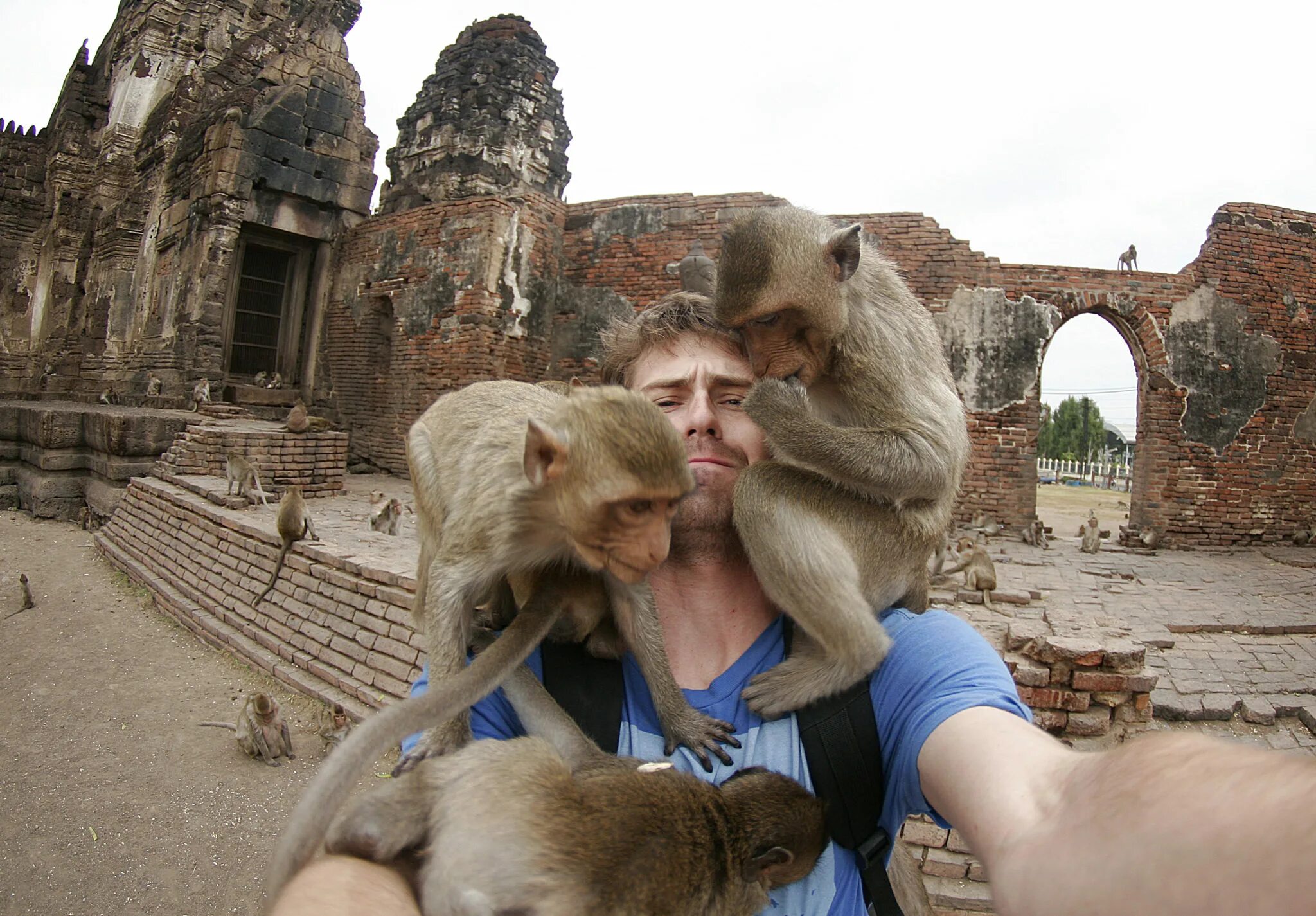Нашествие обезьян в таиланде. Обезьяны и туристы. Город обезьян. Обезьяны Лопбури. Обезьяны на улицах Тайланда.