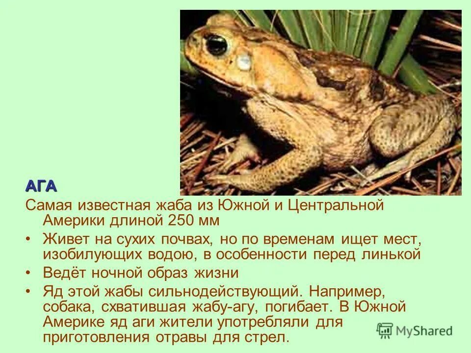 Тростниковая жаба ага. Расселение Жабы ага. Факты о лягушках. Яд Жабы Аги.