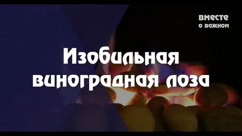 Изобильная лоза песня