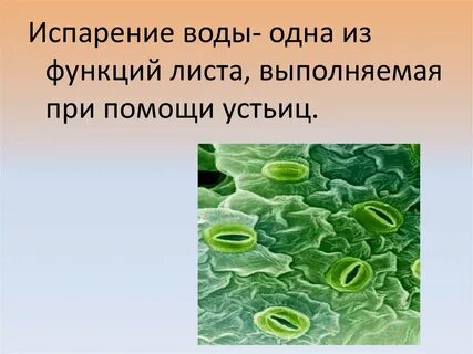 Какова роль устьиц 6 класс