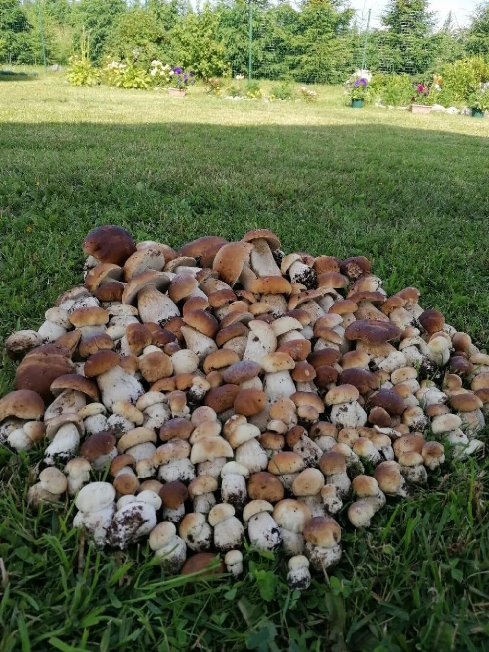 Грибы большими полянами. Поляна белых грибов. Белые грибы на Командорских островах. Много грибов. Белые грибы много.