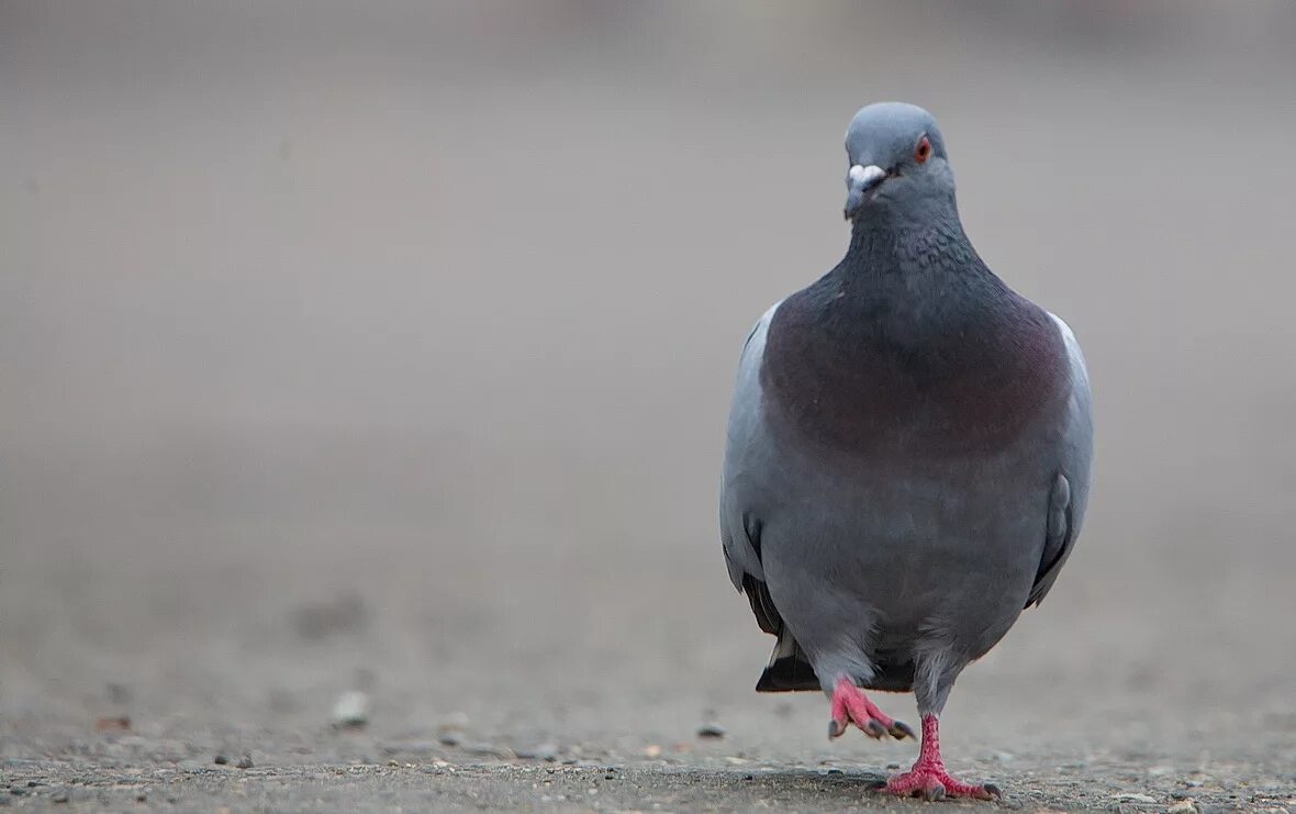 Голубь Клинтух. Голубиные Голубеобразные. Columba rupestris. Голубь спереди.