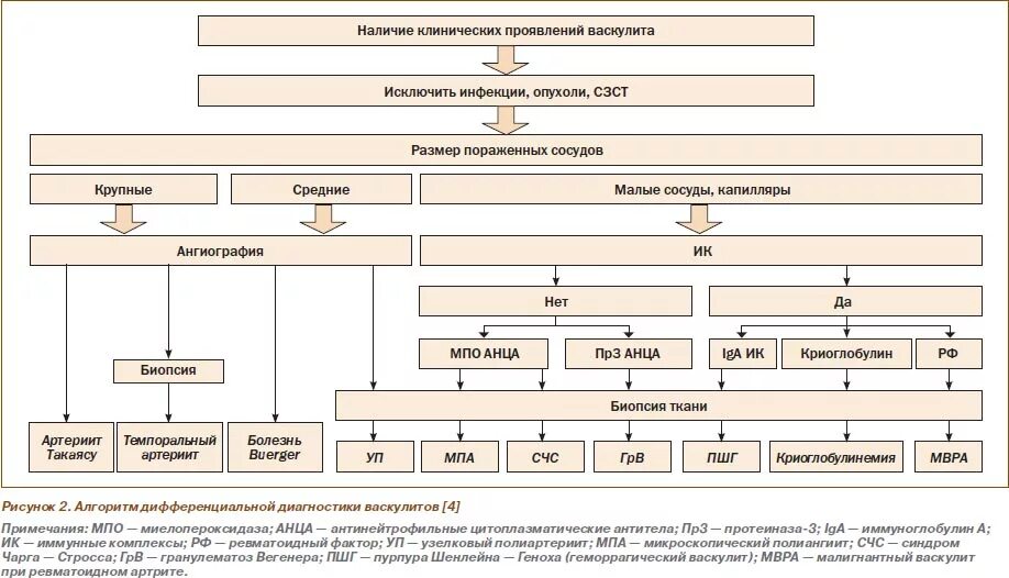 Васкулит дифференциальная. Дифференциальный диагноз геморрагического васкулита. Геморрагический васкулит патогенез схема. Геморрагический васкулит механизм развития. Диф диагноз геморрагического васкулита.
