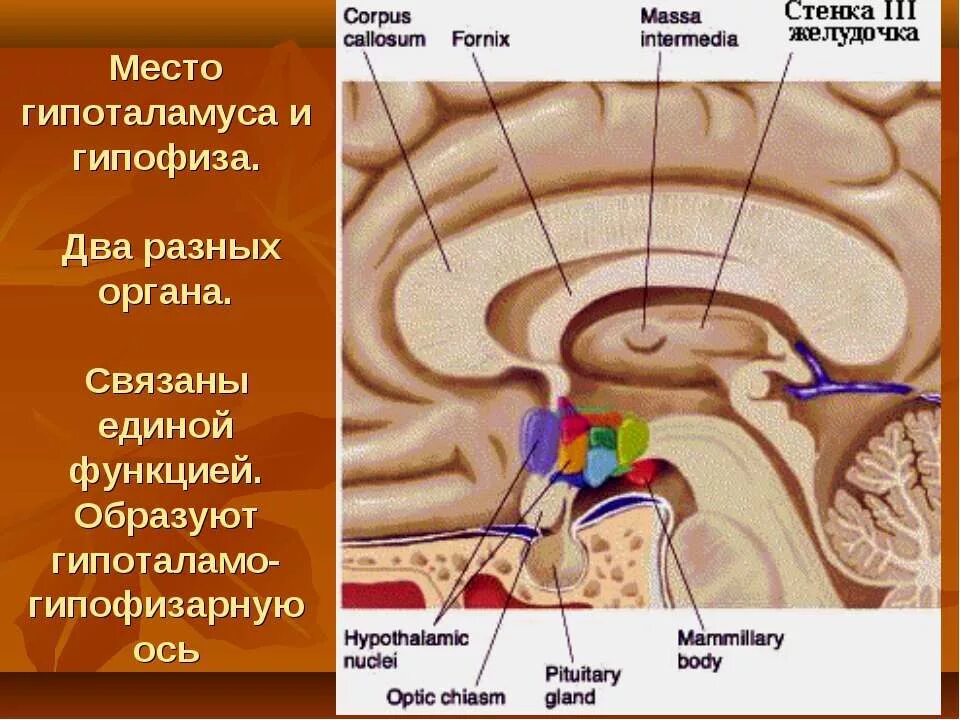 Гипофиз в каком мозге. Гипоталамус. Гипофиз. Стенки гипофиза. Гипофиз или гипоталамус.