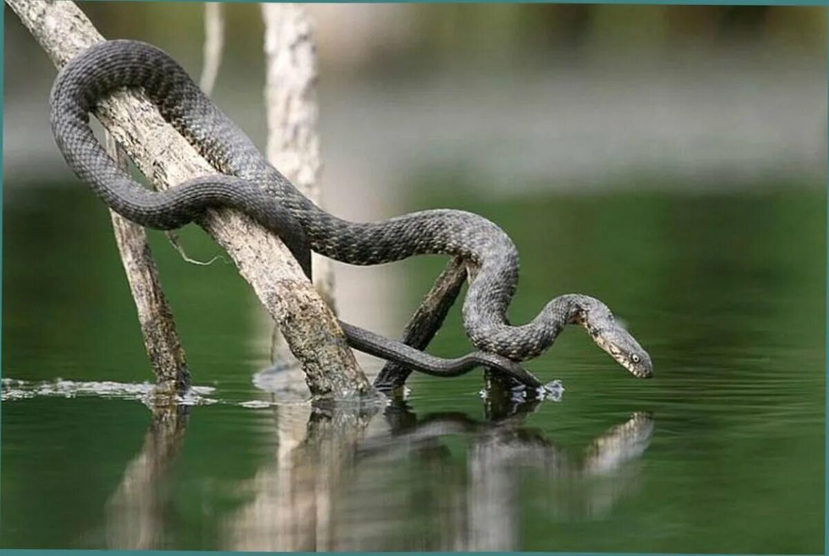 Водяная змейка. Водяной уж (Natrix tessellata). Змея водяной уж. Колхидский уж. Водяной уж и шахматная гадюка.