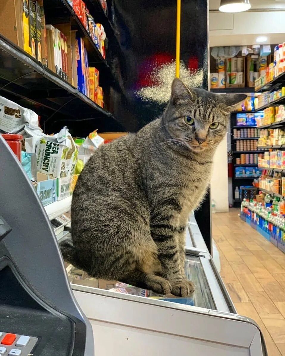 Cat store. Кот в магазине. Кот на прилавке. Кошка в магазине. Кошачий магазин.