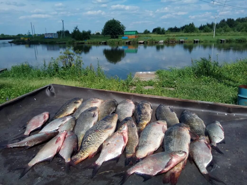 Рыбалка на озере. Платное озеро. Озеро Рыбное. Платная рыбалка.