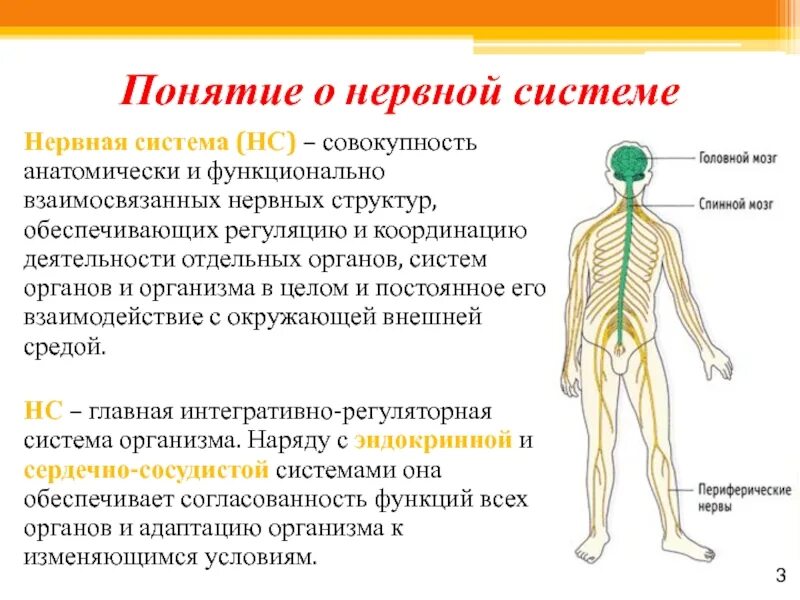 Нервная система организма. Строение нервной системы. Нервная система (НС). Нервная система человека понятие. Сколько восстанавливается нервная