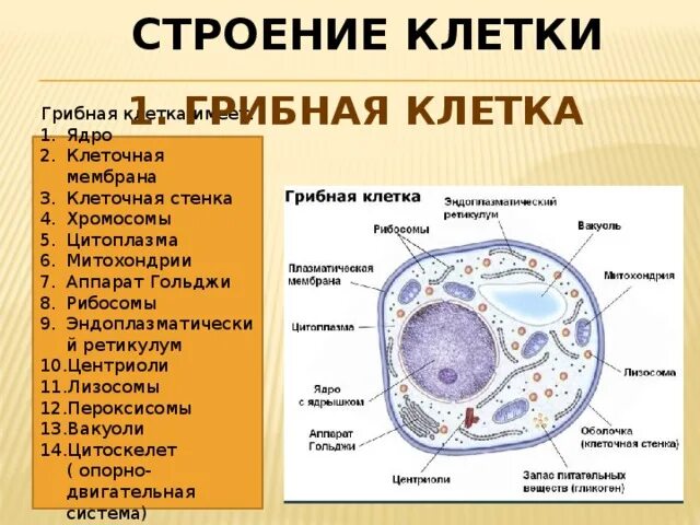 Содержится в клетках растений и животных. Содержится в клетках растений и животных