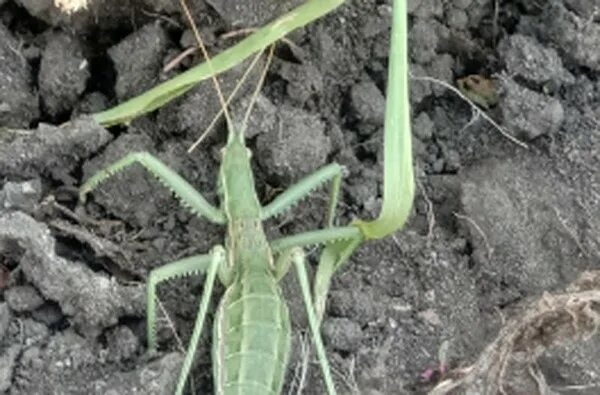 Лобстер зеленый. Кузнечик хищник или нет. Кузнечик хищник или нет. Кузнечик хищник или нет. Кузнечик хищник или нет.