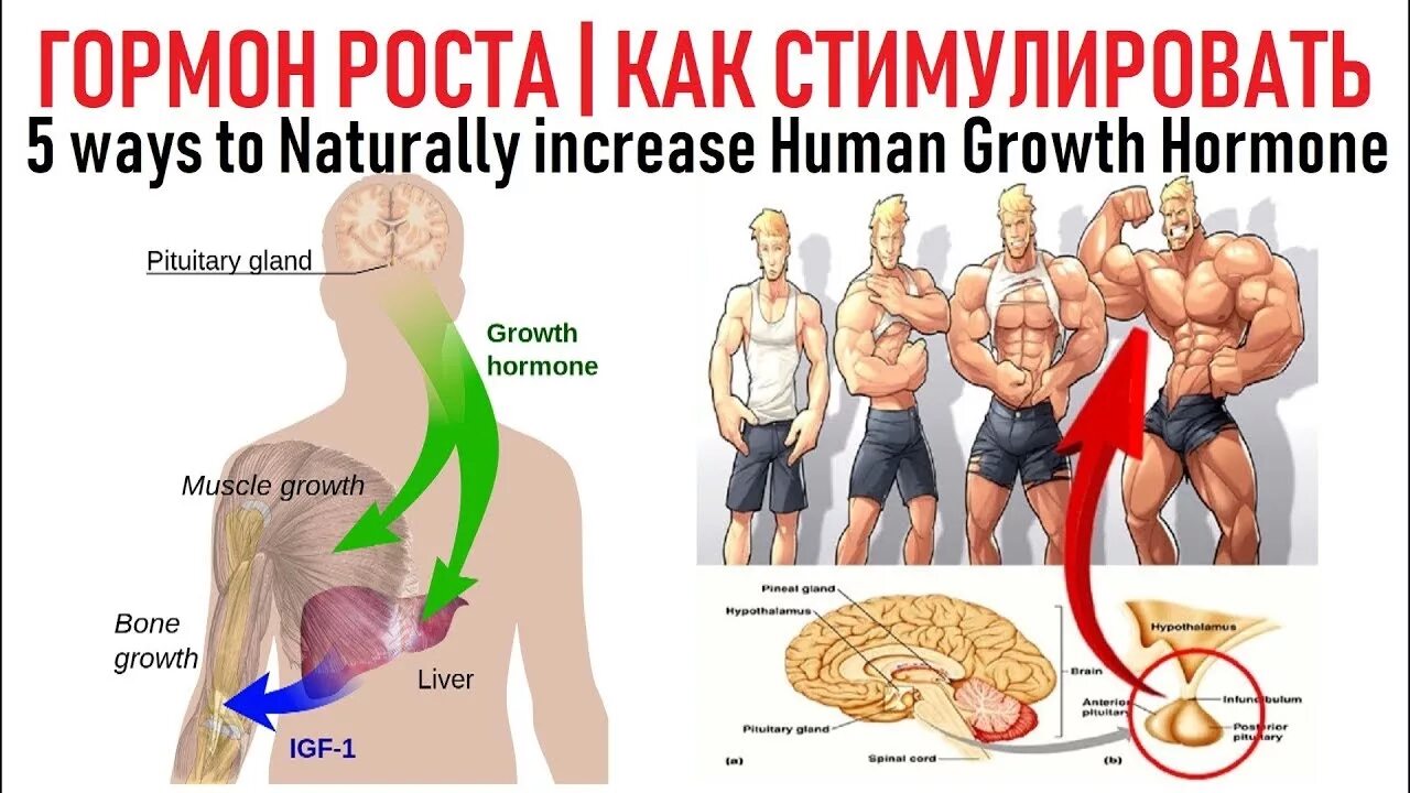 Гормон роста. Что стимулирует гормон роста. Гормон роста естественный. HGH гормон.