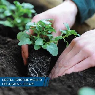 Александра Кошутина: записи профиля ВКонтакте