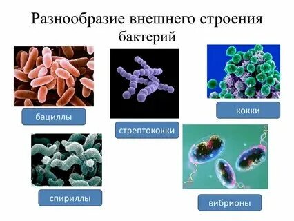 Вывод о разнообразии форм бактерий 7 класс
