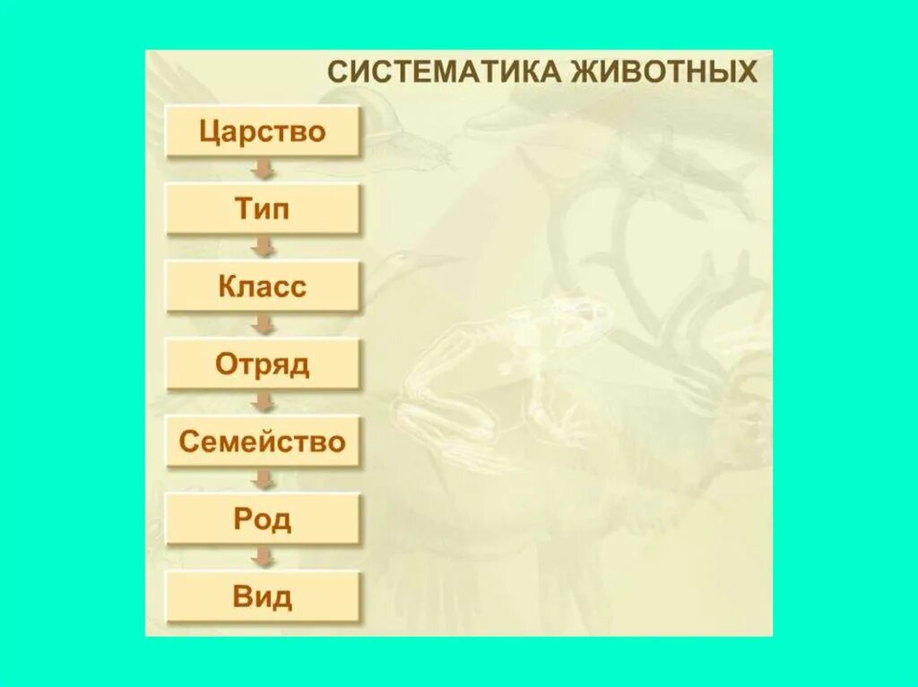 Список слов и словосочетаний царство тип класс. Систематика животного царства. Виды отряды классы типы царство животных. Систематика животных типы. Систем Аттика животных.