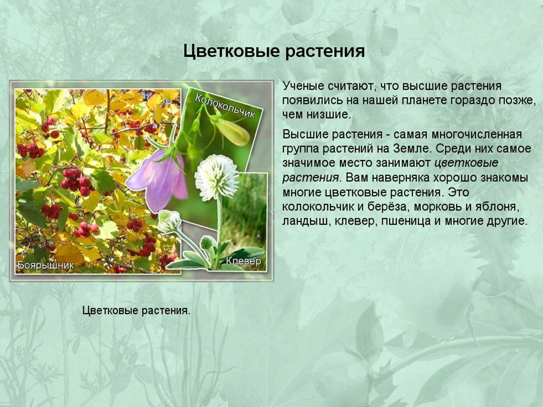 Покрытосеменные наиболее распространенная группа растений у них. Группа растений цветковые. виды цветковых растений. типы цветковых растений. какие растения цветковые.