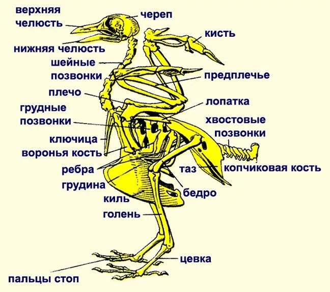 Для чего служит киль у птиц. Опорно двигательная система птиц скелет. Строение опорно двигательной системы птиц. Скелет птицы цевка. Опорно двигательная система отделы скелета птицы.