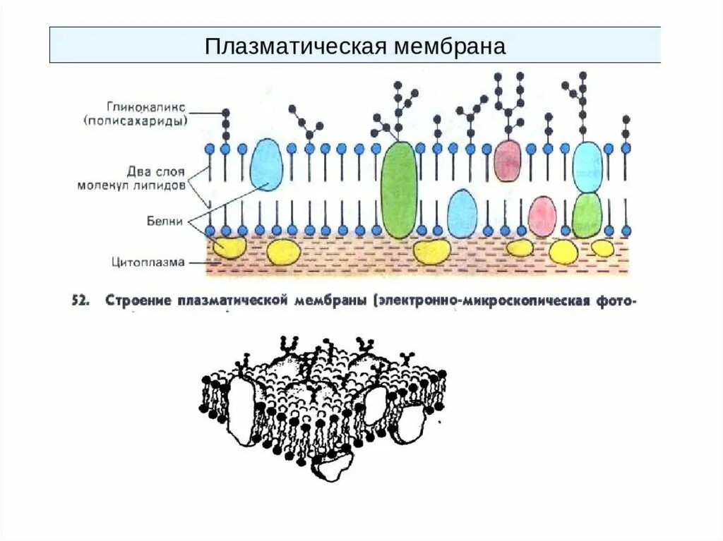 Плазматическая мембрана клетки состоит. Плазматическая мембрана плазмалемма строение. Плазматическая мембрана строение и функции рисунок. Наружная клеточная мембрана плазмалемма строение. Структура клетки плазматическая мембрана.