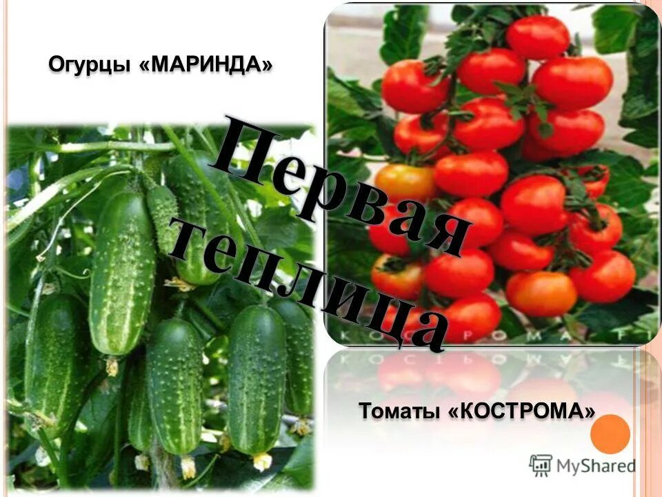 дар заволжья томат описание. семена томата катя с описанием. радиатор чарли 20шт томат. сорт глория помидор. ф кострома томата 1.