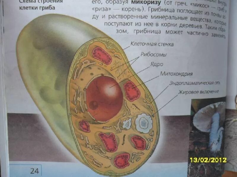 Строение грибной клетки 7 класс. Строение клетки гриба. Грибная клетка биология. Клетки гриба не имеют ядра