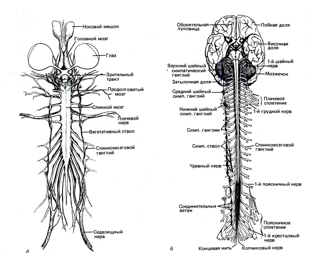 Нервная система головного мозга человека анатомия. Вегетативная нервная система схема спинного мозга. ЦНС спинной мозг анатомия. Центральная нервная система схема спинной мозг. Длинные отростки головного мозга