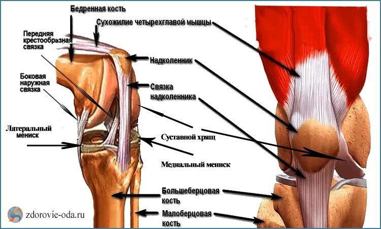 Мышцы тазобедренного коленного сустава. Строение мышц колена сзади. связки коленного сустава анатомия. строение колена сзади сухожилия. сухожилие надколенника анатомия.