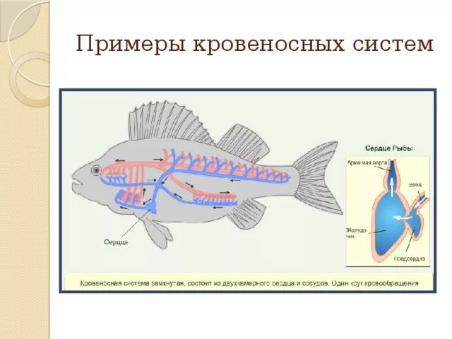 У каких беспозвоночных замкнутая кровеносная система. Простая схема замкнутой кровеносной системы. Замкнутая и незамкнутая кровеносная система. Замкнутая кровеносная система схема. Замкнутая кровеносная система имеется у.