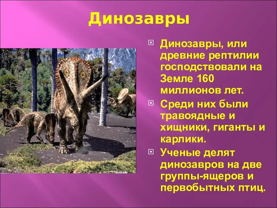 Почему животные господствуют на земле