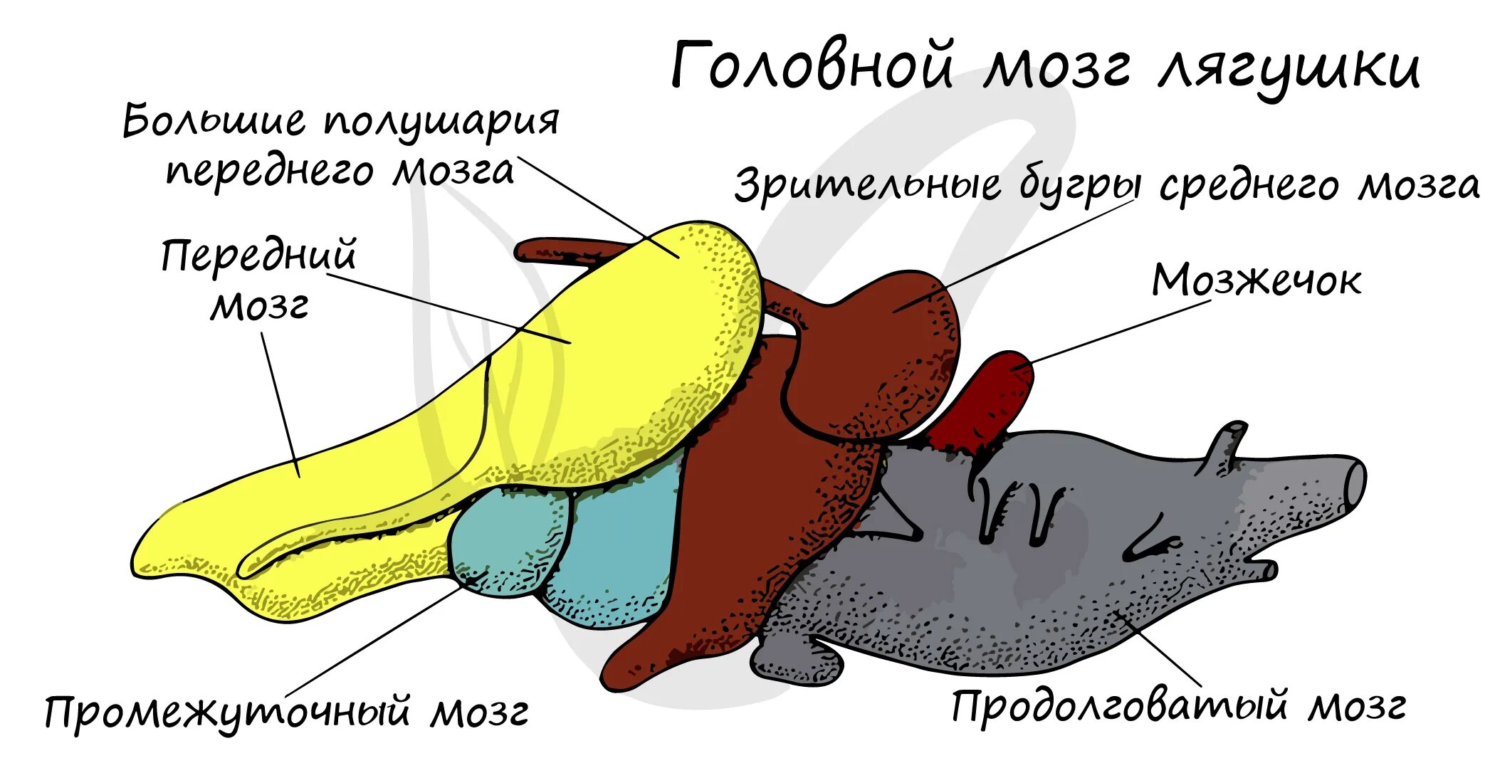 Нервная система лягушки схема. Функции барабанной перепонки у лягушек. Строение головного мозга лягушки. У лягушки есть мозг. Мозг рептилии.