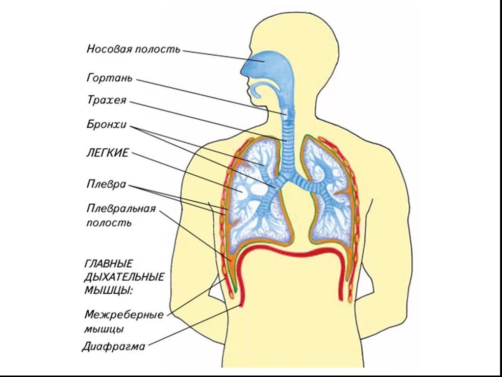 Органы обеспечивающие дыхание человека. Система органов дыхания человека состоит из. Схема строения дыхательных путей. Дыхательная система органов дыхания биология 8 класс. Дыхательная система человека рисунок.