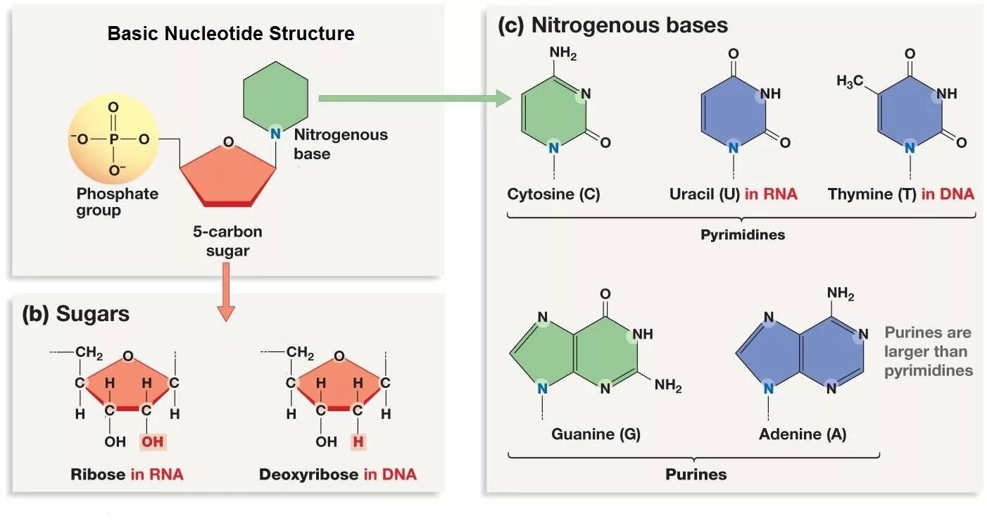 Гуанин рибоза. Nucleotide structure. Nucleotide in DNA structure. Nucleotide acid. Structure of Nucleic acid Base.