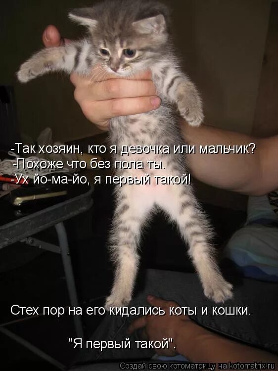 Шутки про мурку. Ты кто я хозяин. Кот в доме хозяин. Я наглая. Хозяин и мурзик приколы.