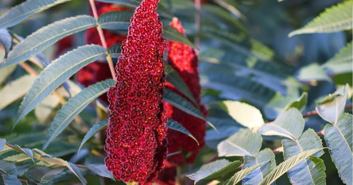 Сумах оленерогий Rhus typhina. Сумах дубильный (Rhus coriaria. Сумах пушистый оленерогий уксусное дерево. Сумах уксусный Rhus typhina.