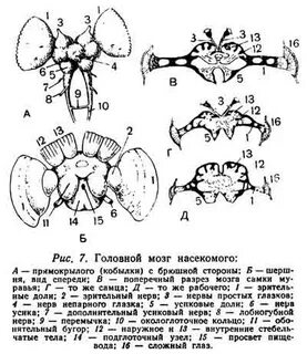 Мозги насекомых